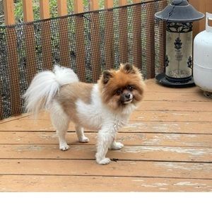 Meet your Posher, Diane